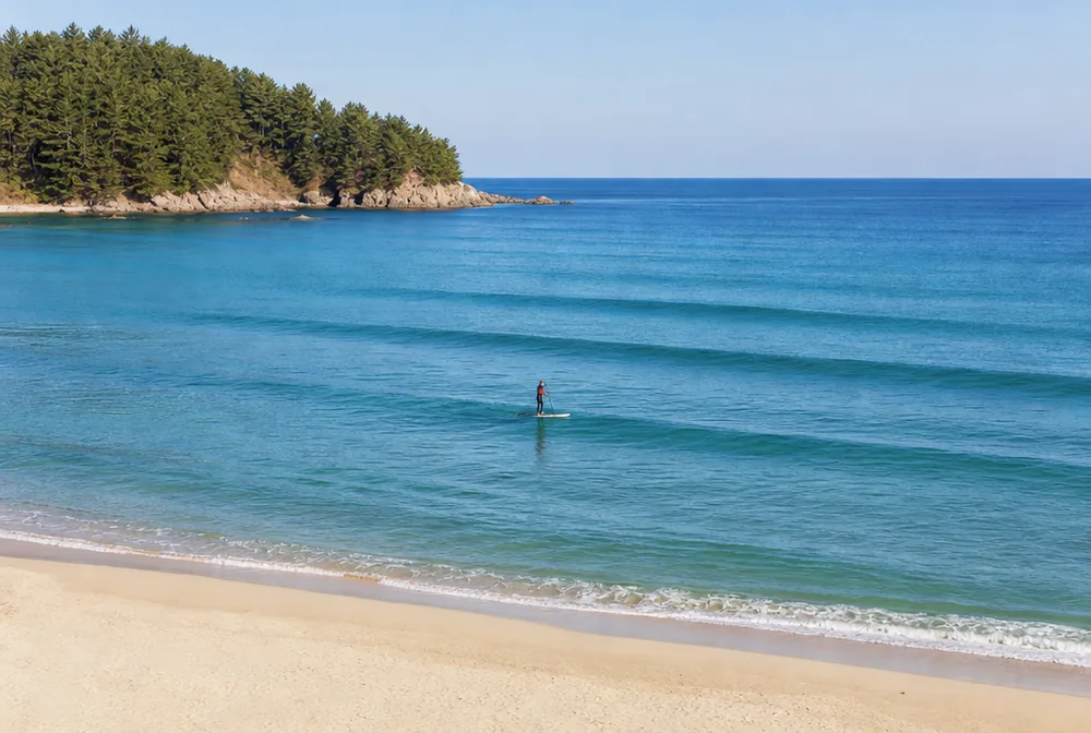 Image of the East Sea's wave lines and pine-lined shore in Yangyang